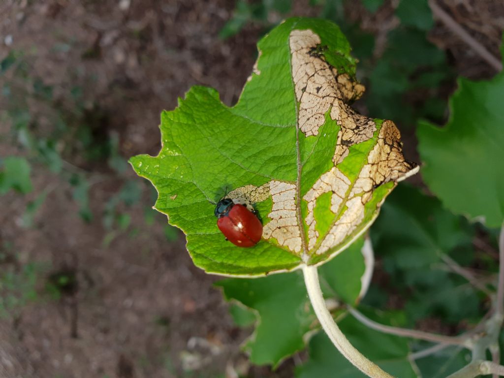 Strano comportamento di un Chrysomelidae. 